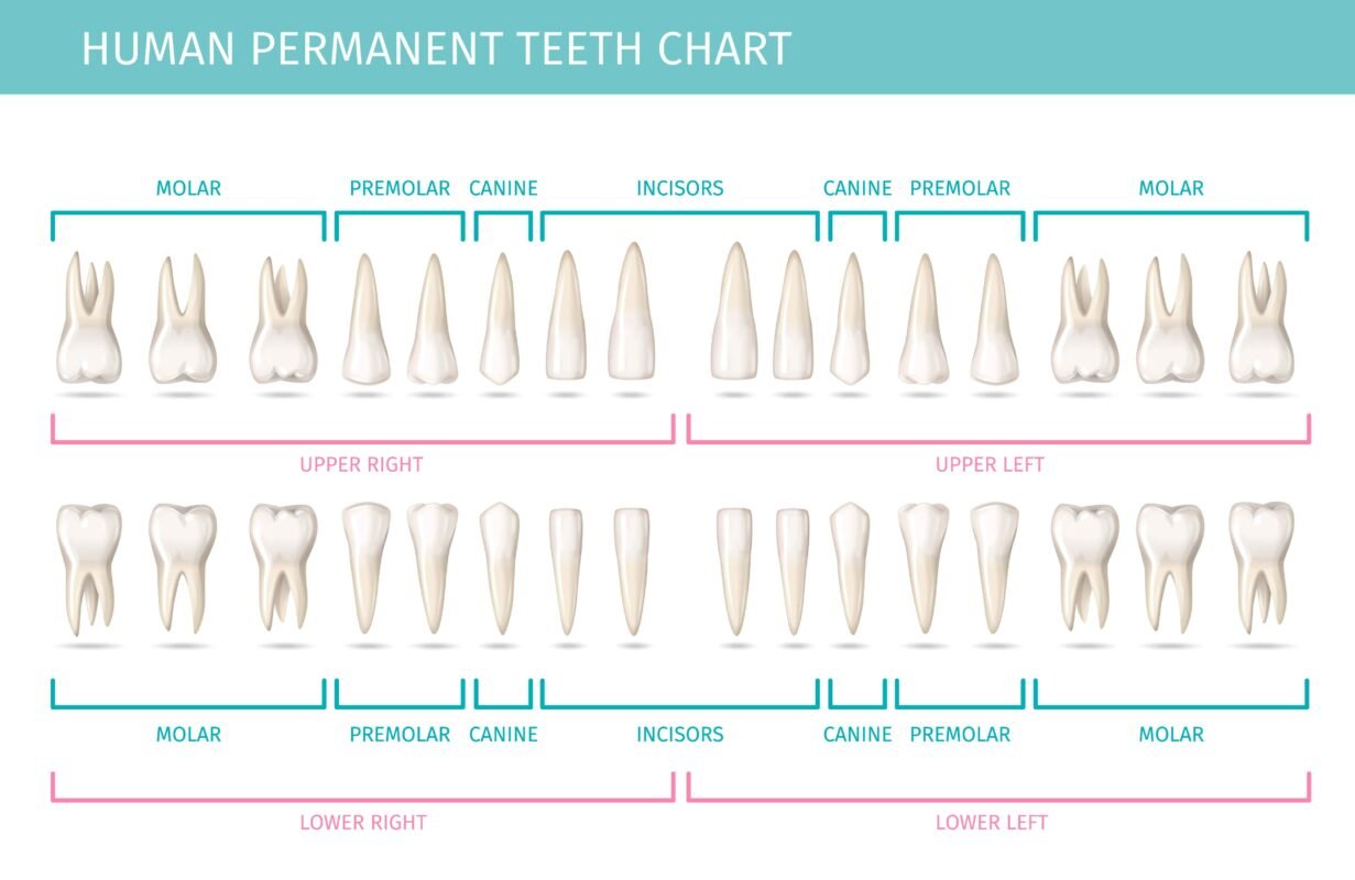 Tooth Chart